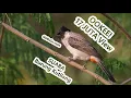 Download Lagu Suara Kutilang Mp3 -  Download Suara Burung Kutilang Emas Ribut Tarung Gacor Untuk Pikat Anakan!