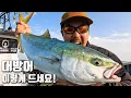 Lagu 겨울철 최고의 별미! 대방어를 잡아서 배 터지게 먹어보자!!!