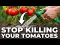 The Tomato Watering Mistake SILENTLY Destroying Your Harvest Right Now