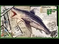 Ark Basics Megalodon - EVERYTHING YOU NEED TO KNOW