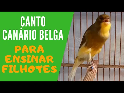 Download MP3 CANTO DE CANÁRIO BELGA PARA ENSINAR FILHOTES