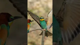 Bee Eater Sound صوت الوروار افضل Nature Bird صيد ورور اقوى 