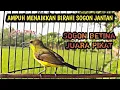 Download Lagu SOGON JANTAN LANGSUNG NYAUT DENGAR INI‼ SOGON BETINA PIKAT MEMANGGIL JANTAN
