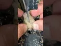 Download Lagu This micro agate stone has massive beauty inside!