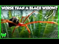 The Worst Spider Bites in the US Ranked