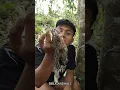 Download Lagu PEGANG ULAT BULU TAPI TIDAK GATAL