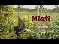 Download Lagu VIDEO PROFILE DESA MLATI