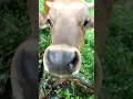 Download Lagu sapi lucu || cute cow || Doel sumbang Runtah
