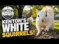The West Tennessee Town Where White Squirrels Rule Kenton Tennessee