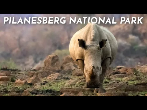 Download MP3 A Unique Safari | Pilanesberg National Park