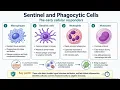 Innate Immunity Explained The Immune System s First Responders