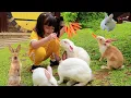 Download Lagu Yuk Kasih Makan Kelinci dan Perah Susu Sapi | Mengenal Binatang Lucu untuk Anak Anak