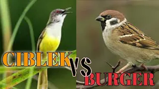 masteran burung ciblek gacor dan gereja tarung suara jernih birdsounds