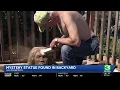San Francisco couple discovers mystery buried sculpture in backyard