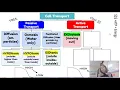 Cell Transport Graphic Organizer