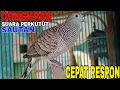 Download Lagu PERKUTUT LOKAL GACOR PANCINGAN SUARA BESAR SANGAT AMPUH GACOR