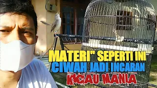 tips cara memasteri ciblek sawah hasil dari masteran nya ciwah jadi mewah