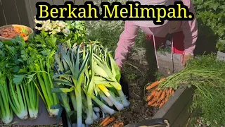 Panen DiHalaman Wortel, Bawang Prei, Sledry Besar. KENAPA TIDAK BAGI BAGI ? PELIT GAK PUNYA TEMAN.