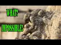 Download Lagu WHAT IS THAT? Weird Ancient Carving Baffles Experts! Vittala Temple, Hampi | Praveen Mohan |