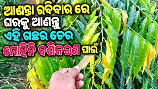 How to ଅଶୋକ ଗଛର ମୋହିନୀ ଔଷଧ ତିଆରି କରିବେ | vashikaran mantra | odia vashikaran | love vashikaran