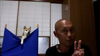 はしたないぜ!柴犬