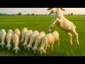 Download Lagu CACA MARICA OH WAAR IS MIJN GEIT