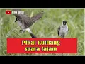 SUARA PIKAT KUTILANG SUPER AMPUH