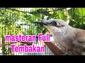 Download Lagu Burung Cucak Kombo Gacor Nempel - Masteran Kecial Kombo - Masteran Burung Lomba