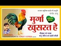 Download Lagu Murga Khusrat Hai l मुर्गा खुसरत हे l Singer - Bhanu Rangila , Basanti Rangili l Natraj Music Barhi