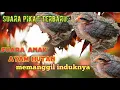 Download Lagu suara anak ayam hutan memanggil induknya