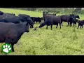 Download Lagu Cows Are Shocked by Their Unexpected Visitor
