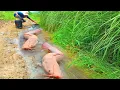 Download Lagu man with fishing skills, best hand fishing, catch a lot of fish under water at field by hand