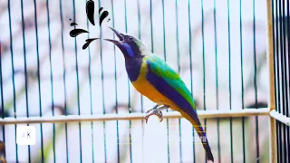 isiannya dimuntahkan semua cungkok gacor full materi tanpa jeda cocok jadikan masteran idaman