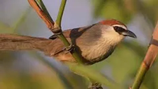 masteran kaso kaso tepus gelaga di jamin mantap