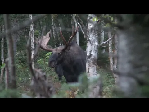 Download MP3 Récolte d'un mâle orignal de 50 pouces avec Serge Lamontagne et Michel Therrien de Chasse Québec!!