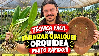 SUA ORQUÍDEA VAI ENRAIZAR MUITO SE VOCÊ PLANTAR ASSIM NO VASO DE BARRO!!!