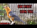 Download Lagu TERBUKTI 100% ‼️ PANCINGAN ANIS MERAH MERANGSANG MACET BUNYI JADI GACOR