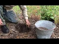 How to plant a potted rose Brian Wagner from Wagner s Rose Nursery shows you how
