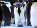 Video di EARTHLINGS Trailer - Joaquin Phoenix - Be the Peace - Be a Plant-Based Being!
