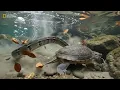 Python Suddenly Attacks Turtle in River Terrifying Wildlife Encounter