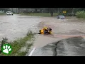 Hero Firefighter Rescues Baby Deer Swept Away by Flood