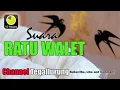 Download Lagu 10 JAM ! Terbukti, Suara Walet Panggilan Ampuh, Andalan Para Juragan