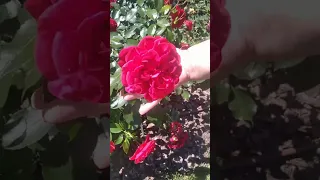 Мова Квітів квіти моваквітів шлях до гармонії 