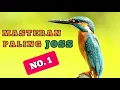 Download Lagu Masteran suara burung TENGKEK UDANG / CEKAKAK SUNGAI