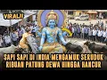 Download Lagu GEGER❗ TAK TERIMA ISLAM DIHINA DI INDIA, RIBUAN SAPI NGAMUK HANCURKAN PATUNG DEWA