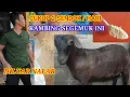 Download Lagu Cara Membuat Ternak Kambing Gemuk Dalam Waktu Singkat
