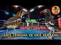 Download Lagu Duel Masteran Anis Cendana VS Anis Kembang