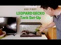 Our first LEOPARD GECKO TANK SETUP