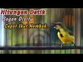 Download Lagu PANCINGAN SOGON TROTOLAN NDASI AGAR CEPAT RESPON NEMBAK‼️CUIT CUIT CERR BIKIN SOGONMU AUTO NGKLEPER
