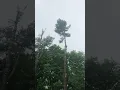 Warren Massachusetts Tree Service